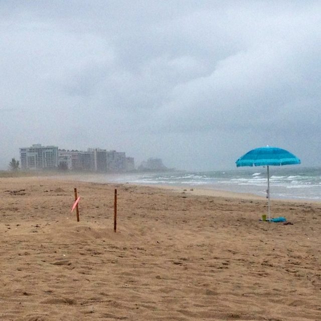 Turtle Nesting In Vero