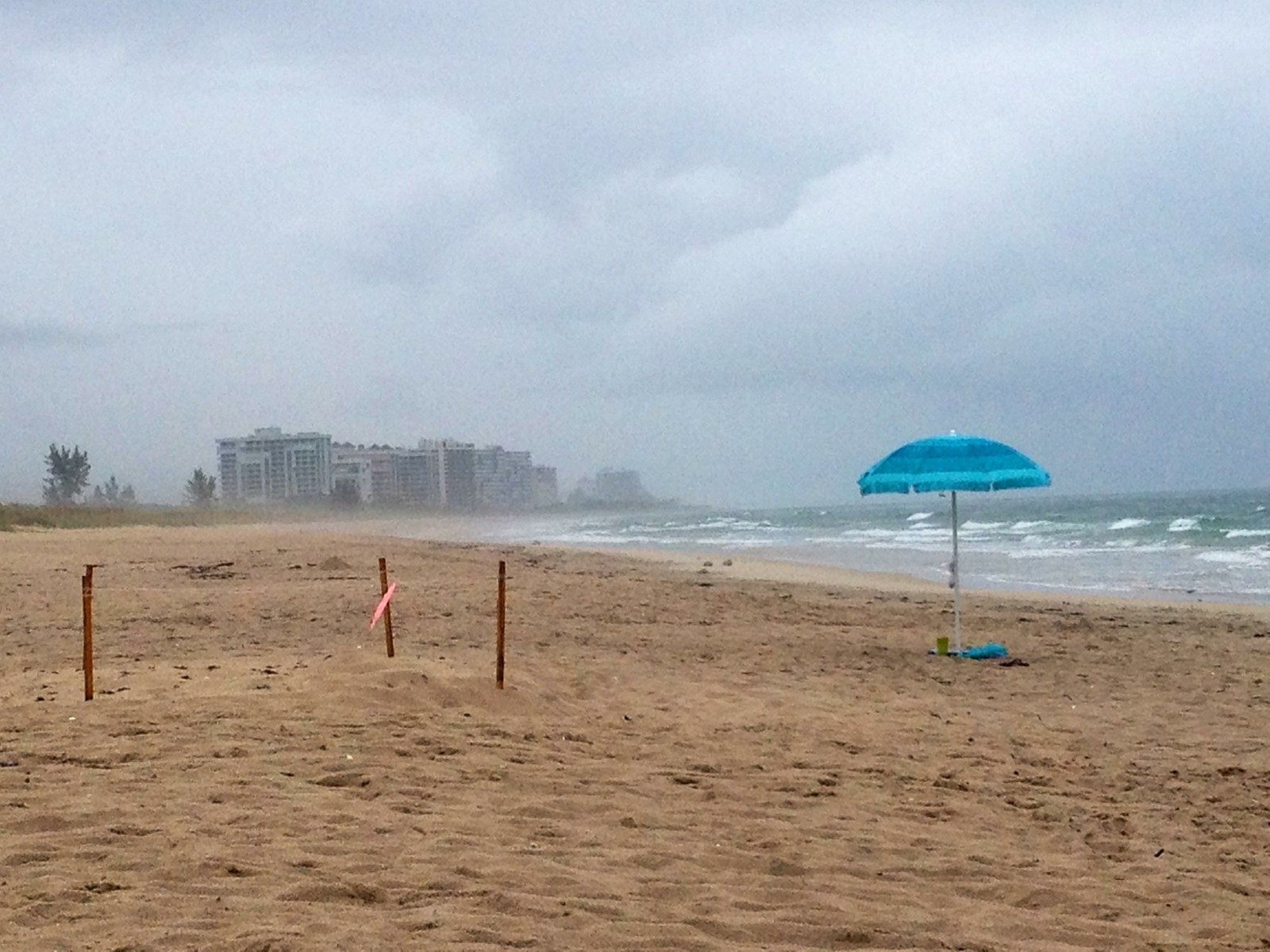 Turtle Nesting In Vero
