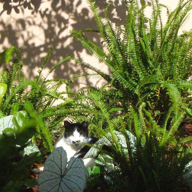 Jungle Cat