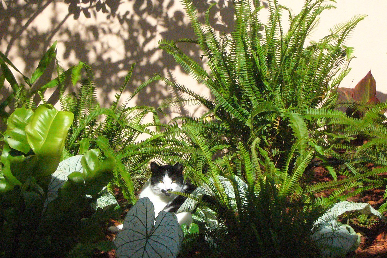 Jungle Cat