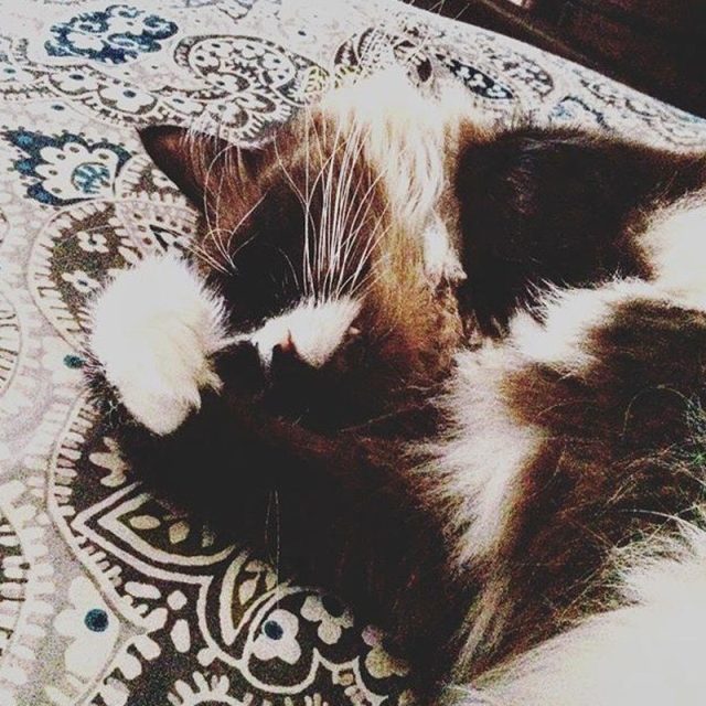 Oy...too Much Catnip