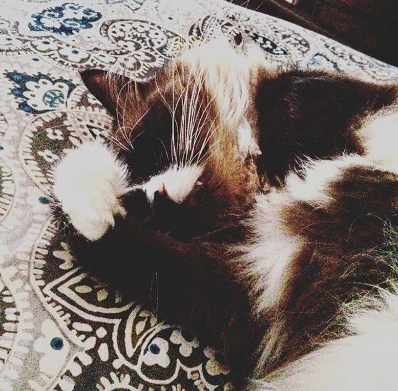 Oy...too Much Catnip