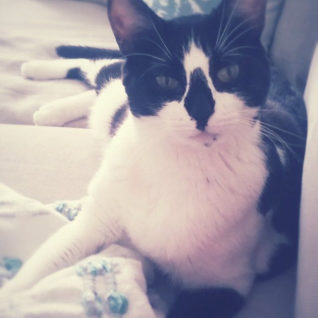 Cats Meow