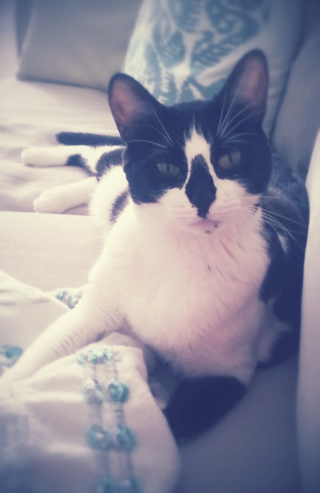 Cats Meow