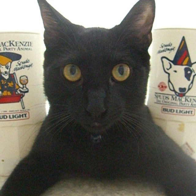 Cat's RULE!