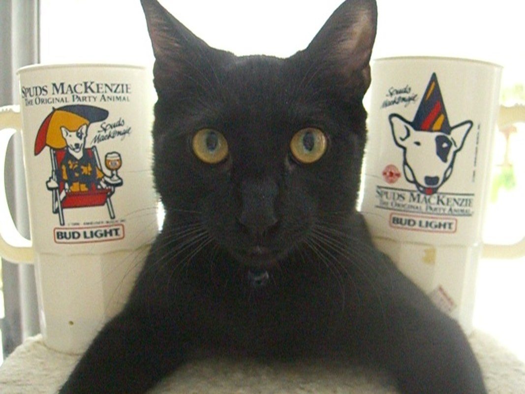 Cat's RULE!