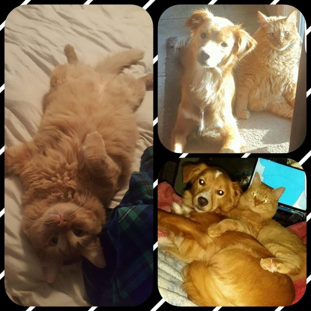 Late Entry...but My Name Is Keegan. My Best Friend Is Rylei (a Dog). We Were Bot