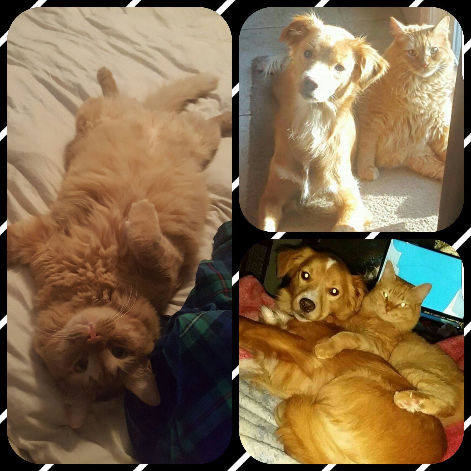 Late Entry...but My Name Is Keegan. My Best Friend Is Rylei (a Dog). We Were Bot