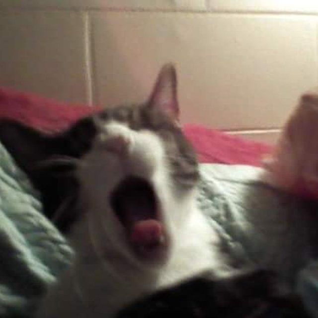 Biff Is Already Bored Watching The Season Opener Of The Housewives Of Orange Cou