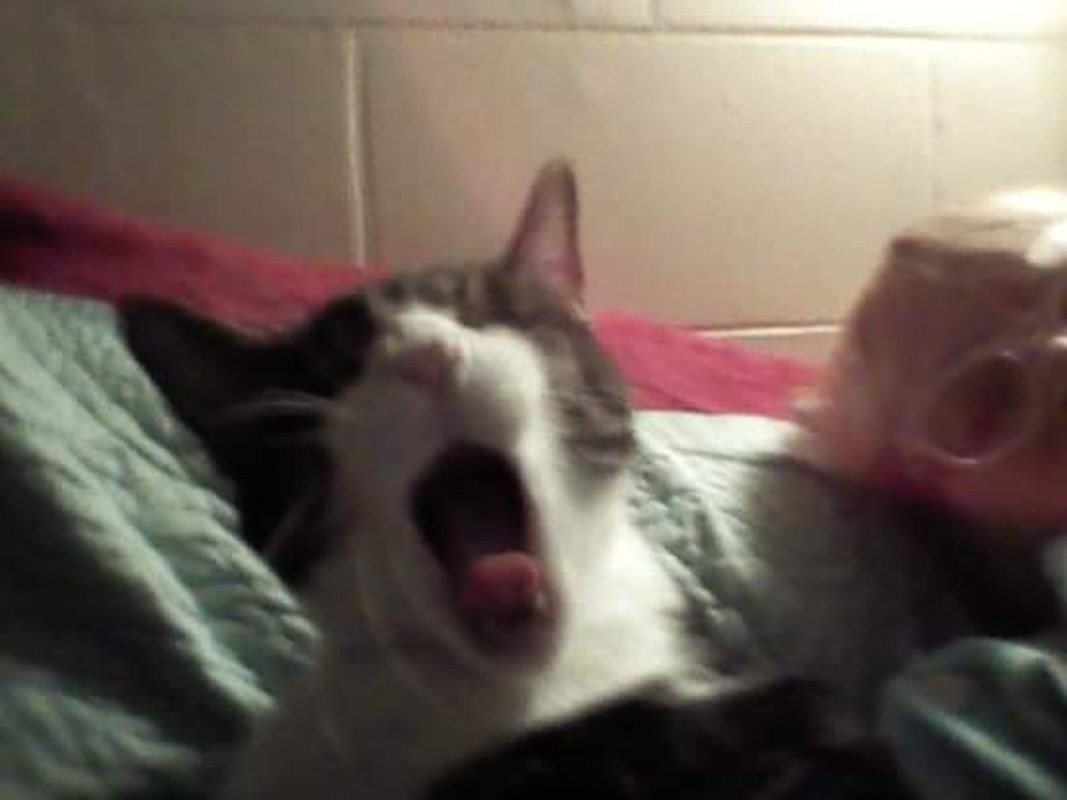 Biff Is Already Bored Watching The Season Opener Of The Housewives Of Orange Cou