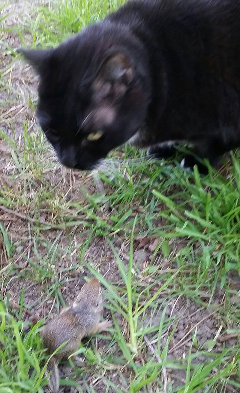Scout And Her Baby Squirrel Friend