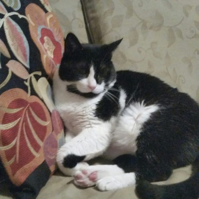 Condo Cat