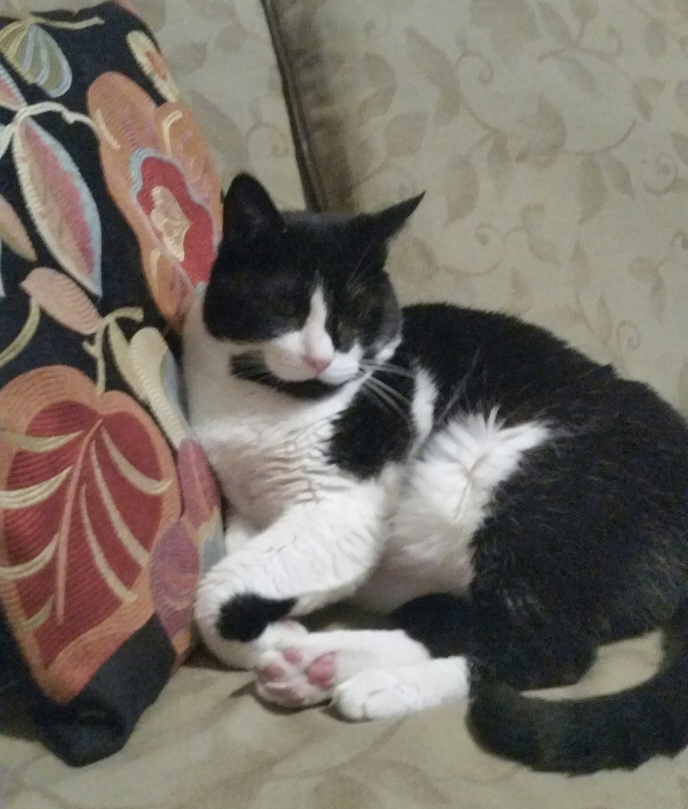 Condo Cat