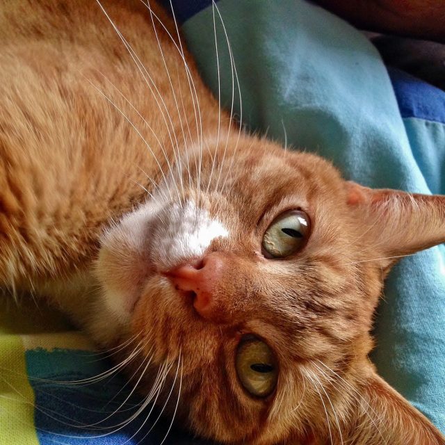 Hypnotic Eyes