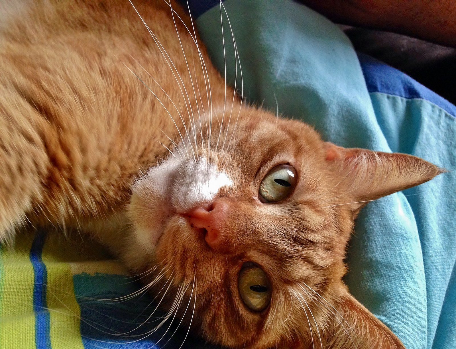 Hypnotic Eyes
