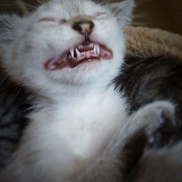 Smiling Kitten