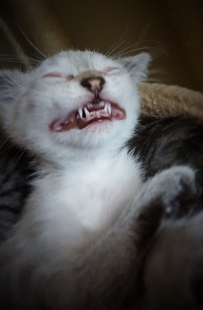Smiling Kitten
