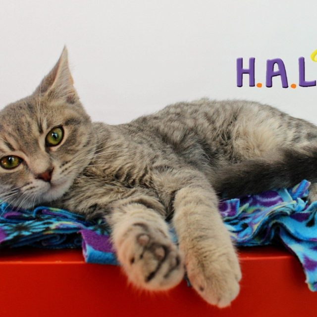 ADOPT Jim!