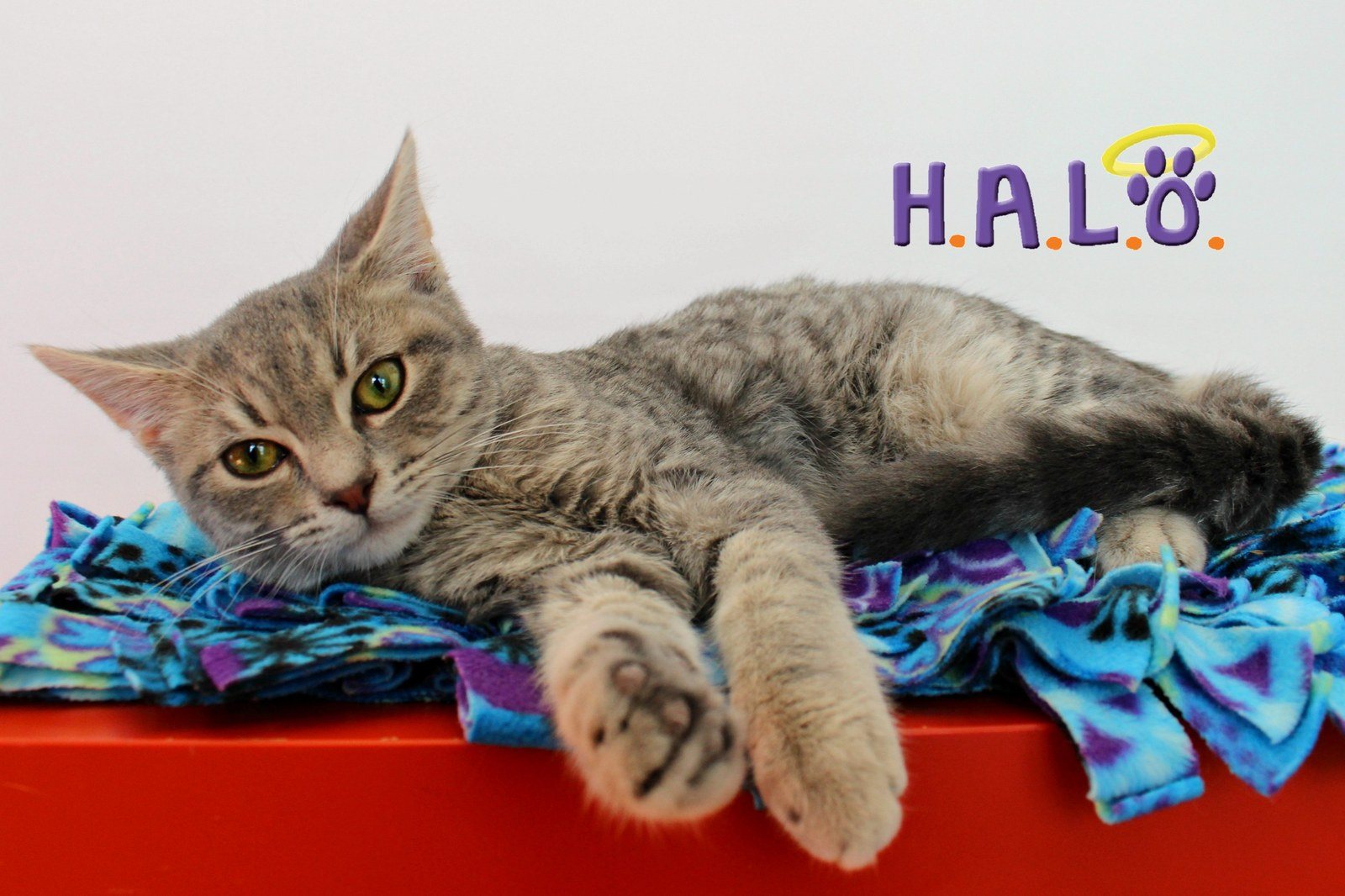 ADOPT Jim!