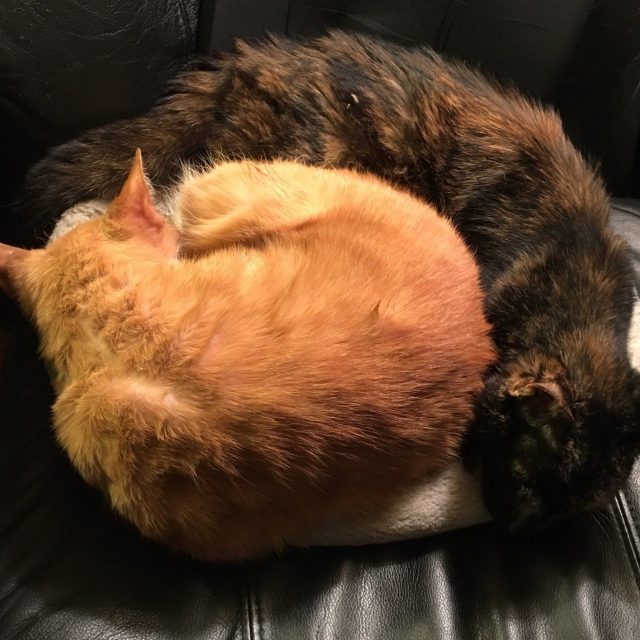 ZinZan Cats