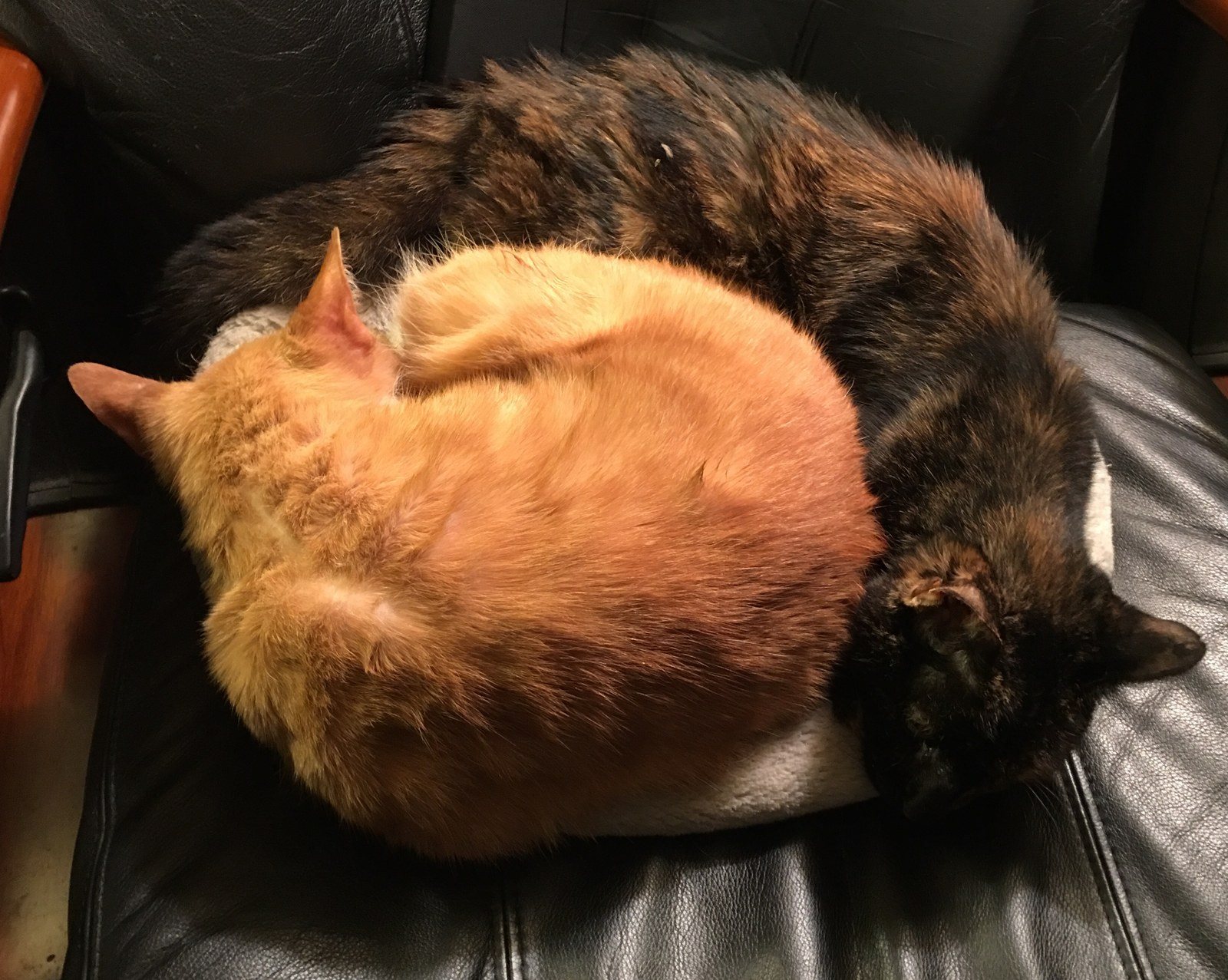 ZinZan Cats