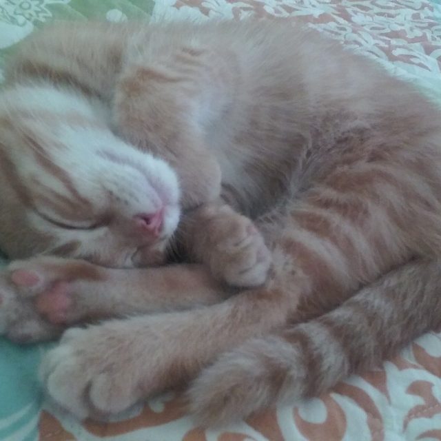 ZZzzzzzz