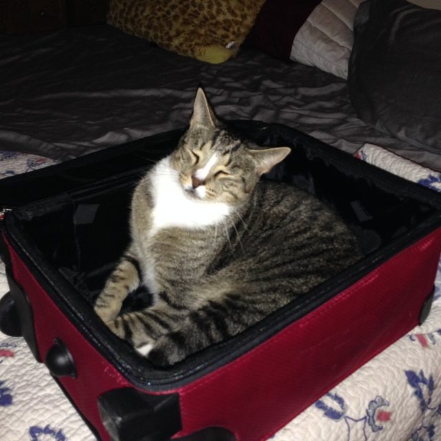 Maybe Mom Will Pack Me This Time