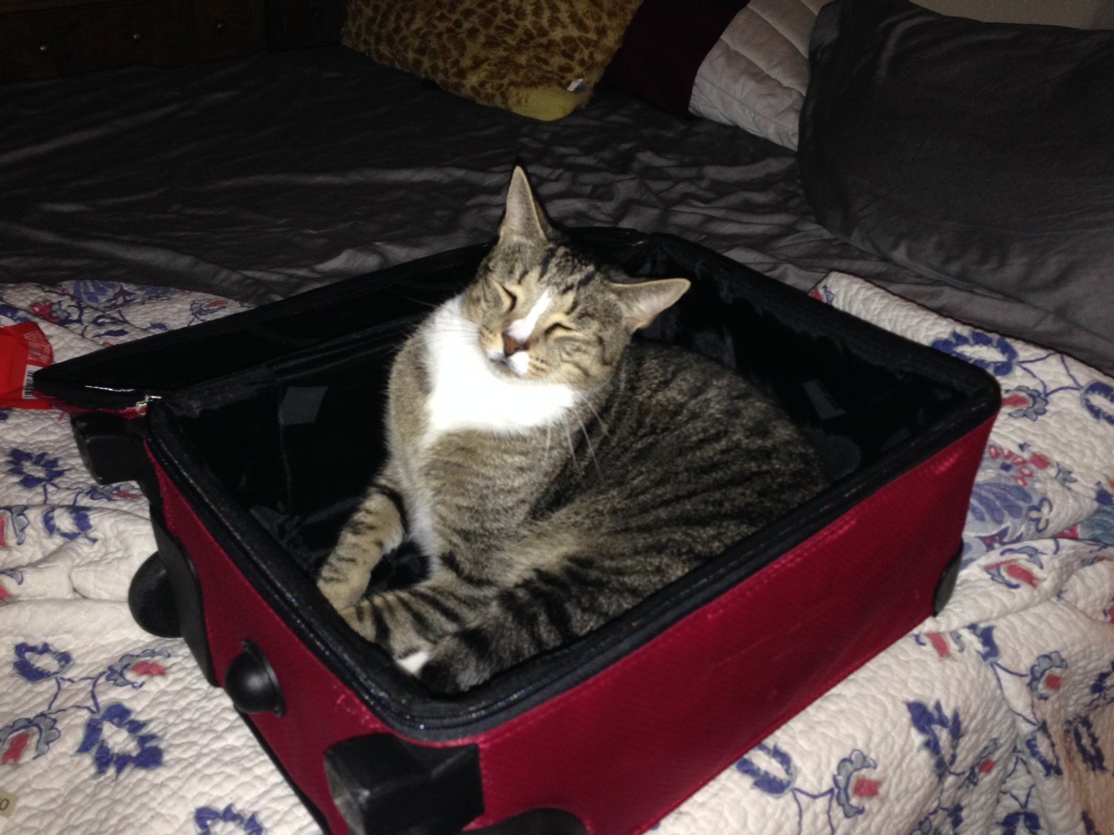 Maybe Mom Will Pack Me This Time
