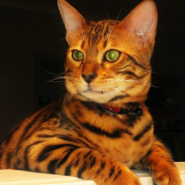 Koji
