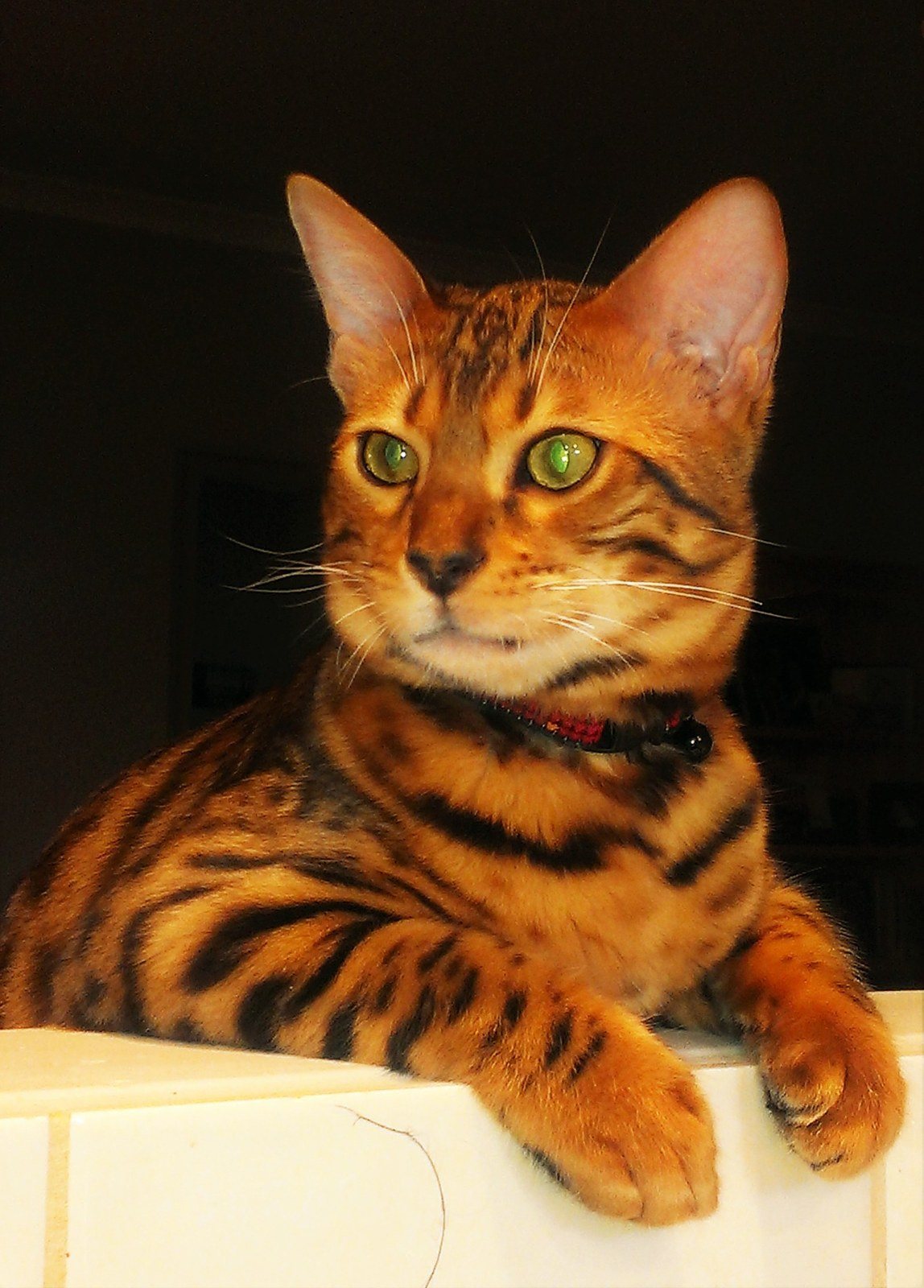 Koji