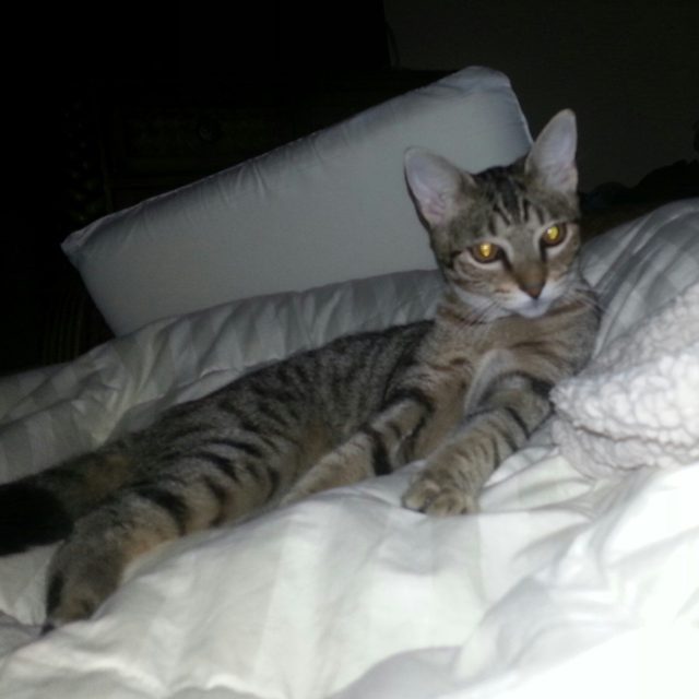 Good Night Hershey