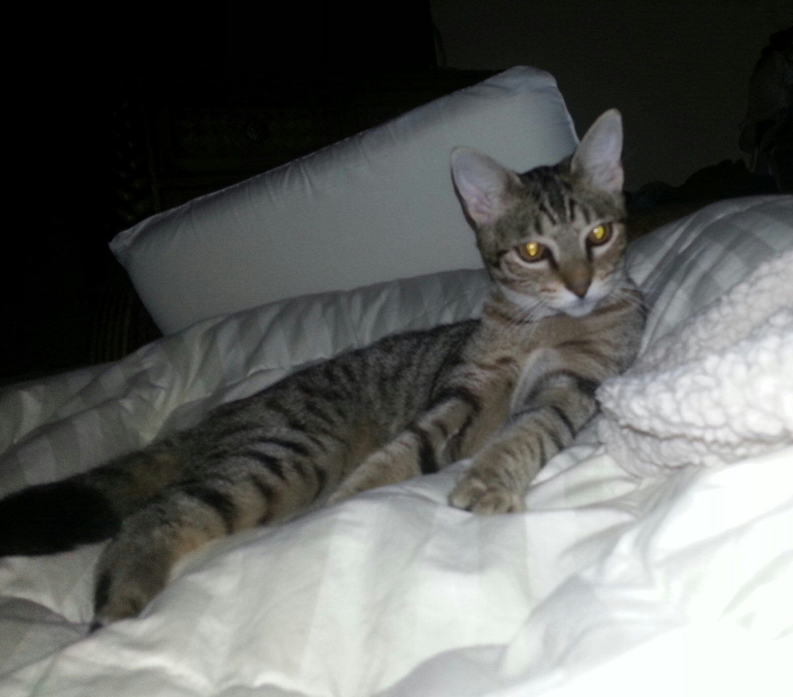 Good Night Hershey