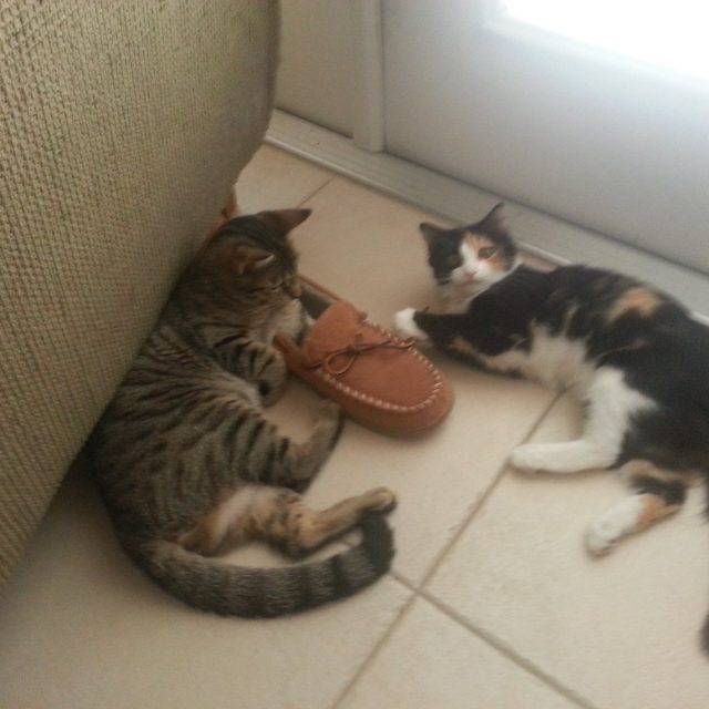 Shoe? What Shoe?