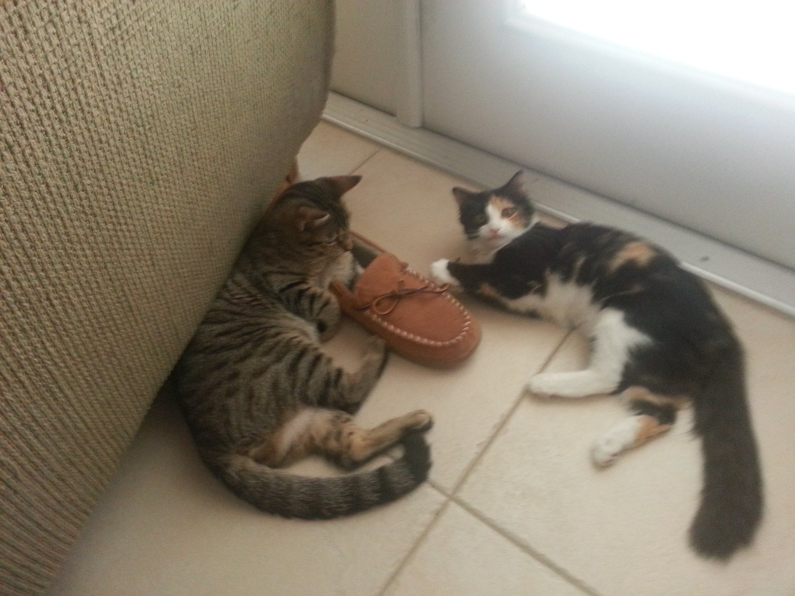 Shoe? What Shoe?