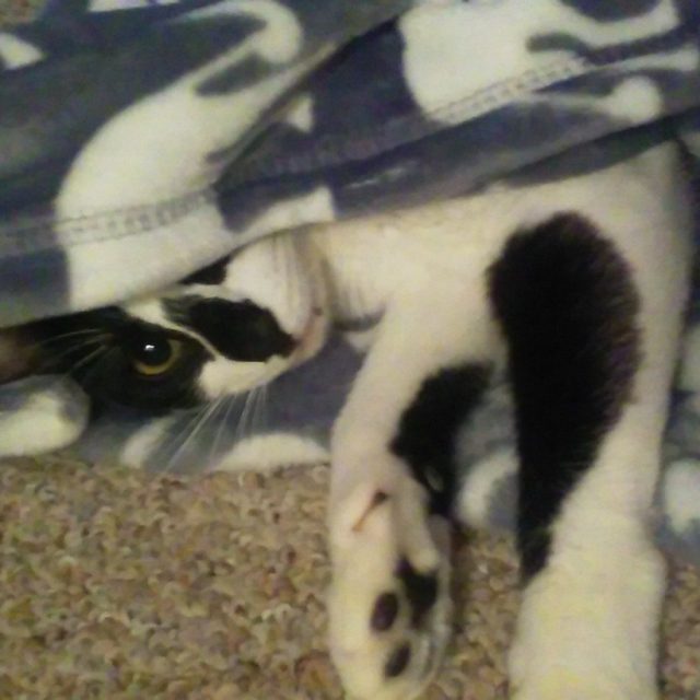 Peek A Boo!