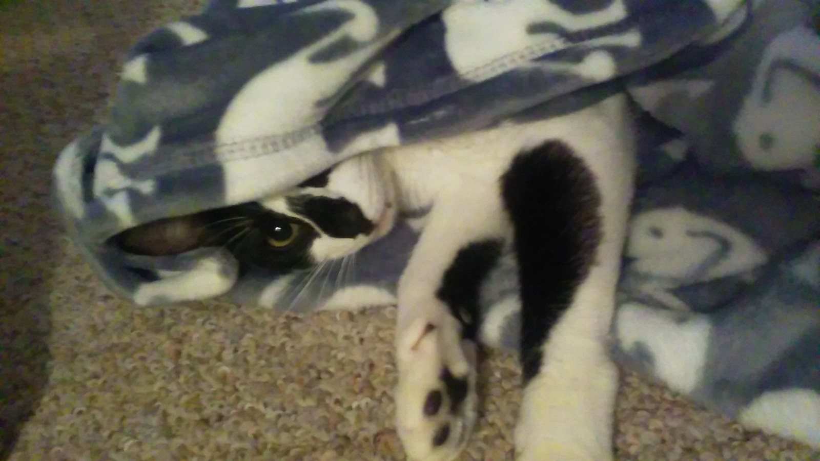 Peek A Boo!