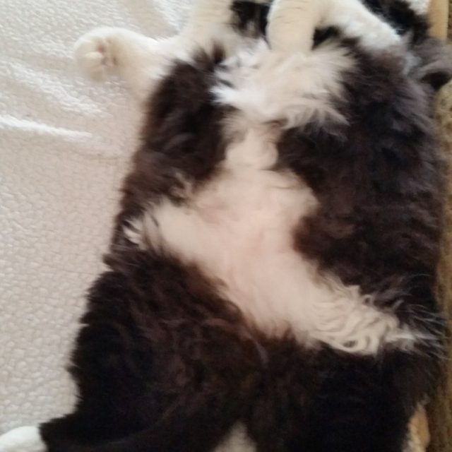 Just Resting. It's Been A Hard Day!