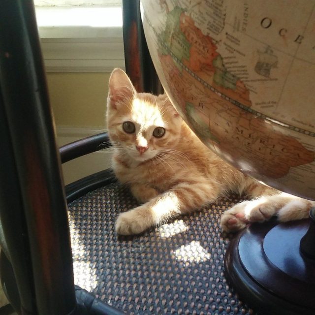 If Cats Ruled The World...
