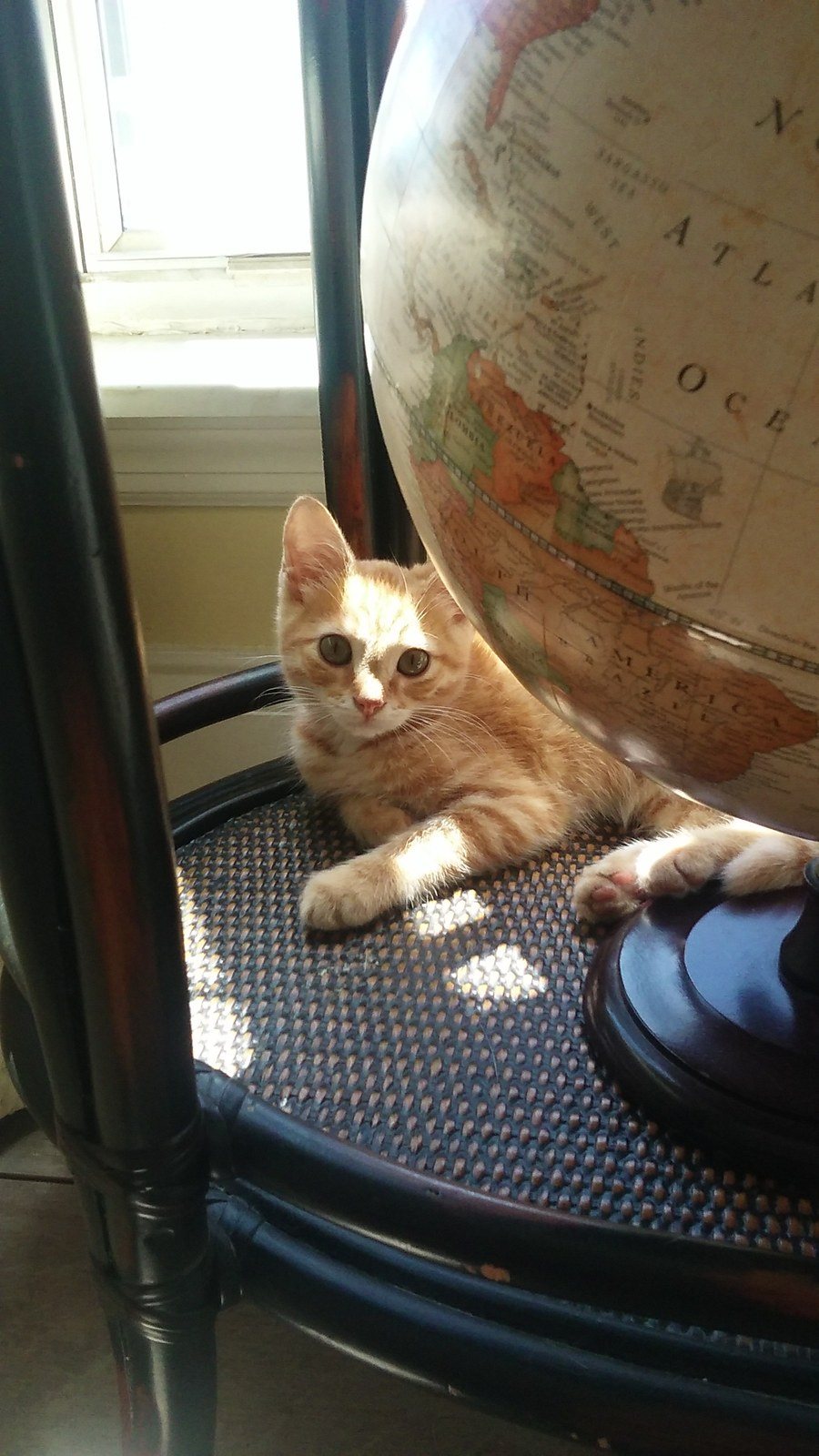 If Cats Ruled The World...