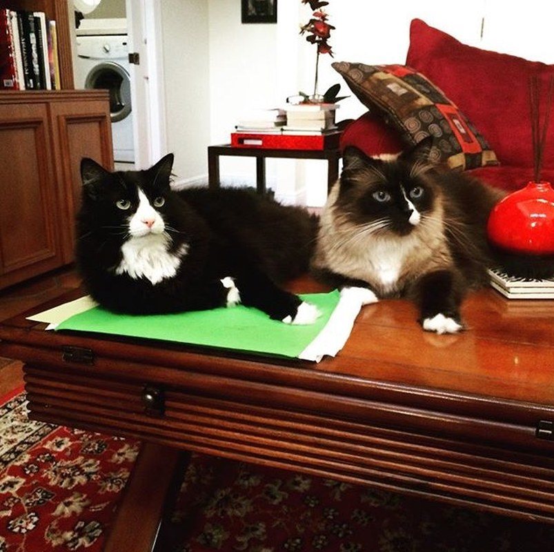 Paperwork Is For The Dogs