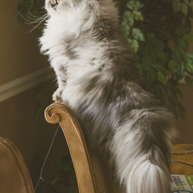 Persian Love