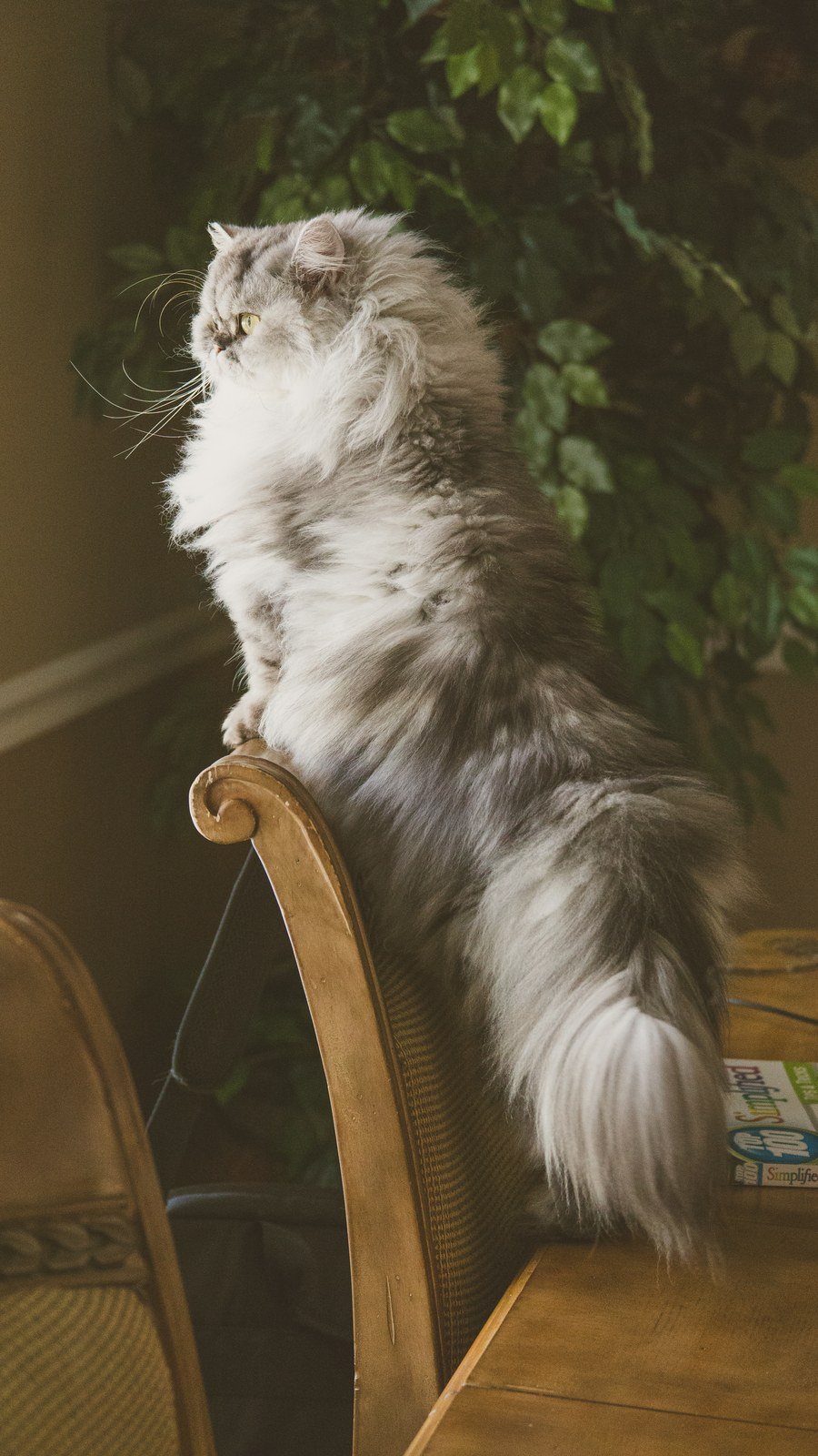 Persian Love