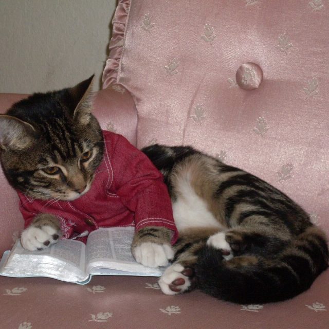"Just Pleasure Reading"