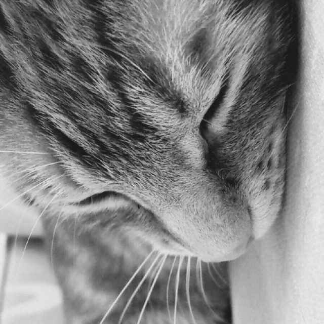 "Meowing Nightmares Away"