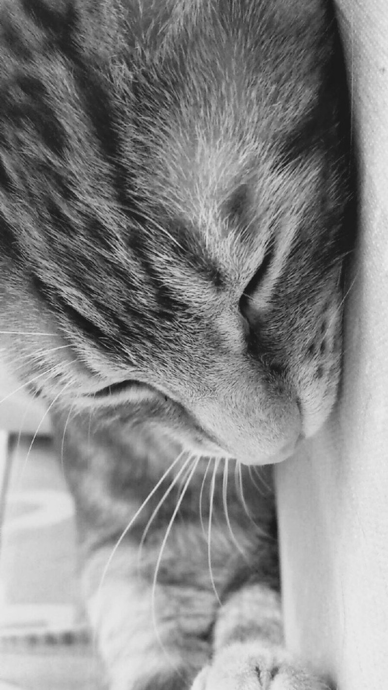 "Meowing Nightmares Away"
