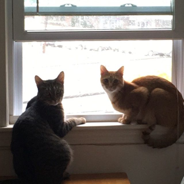 Picture Purrfect