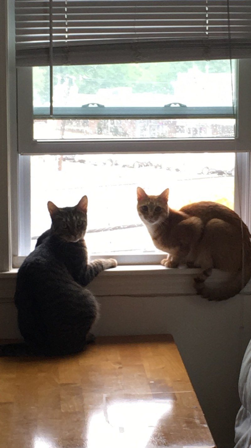 Picture Purrfect