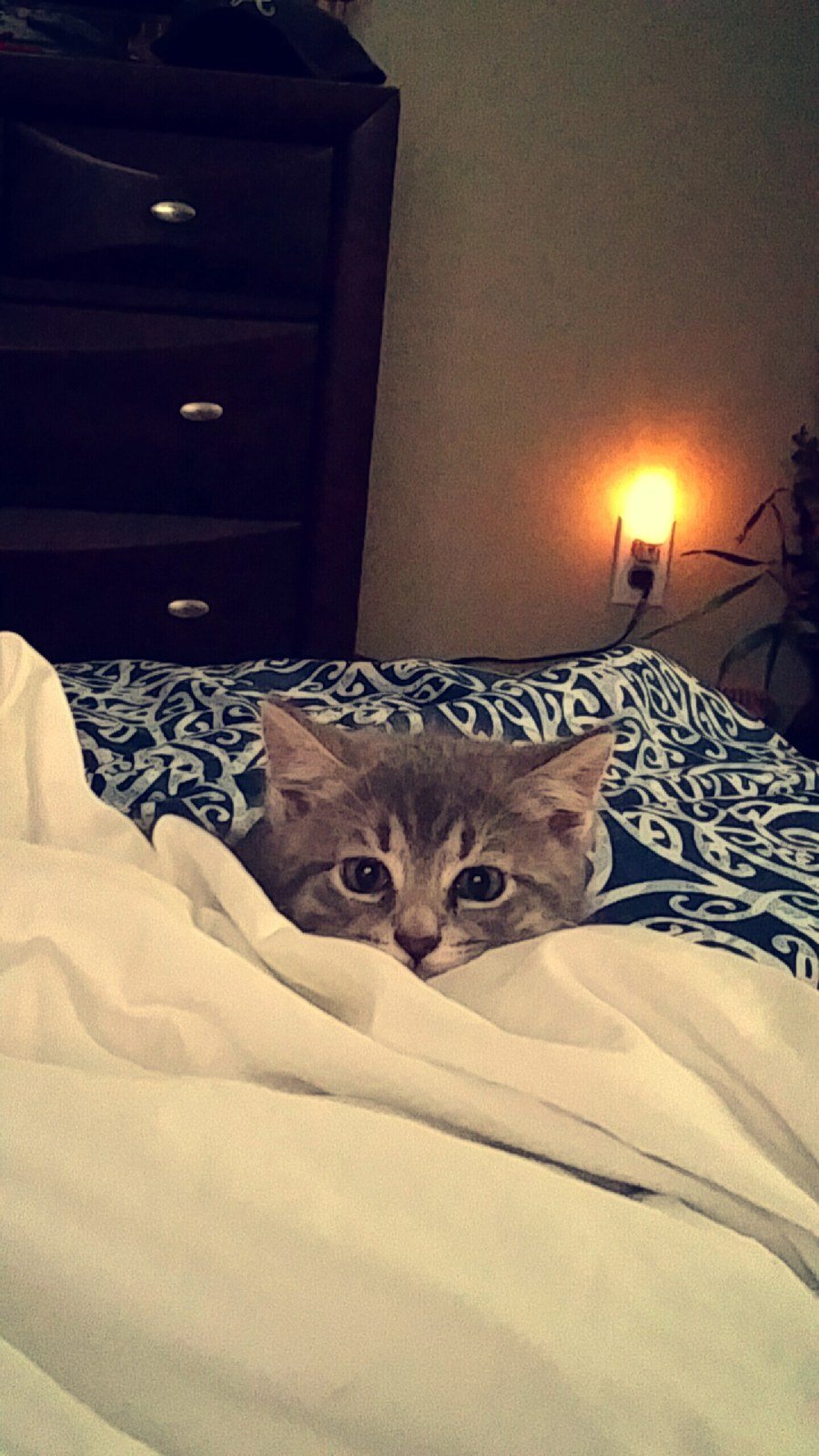 Peek A Boo