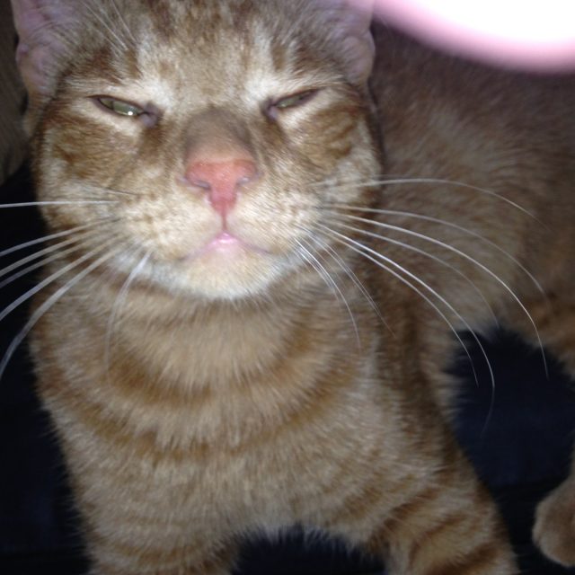 My Handsome Samson