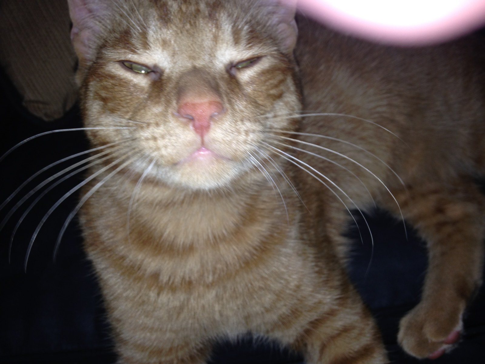 My Handsome Samson